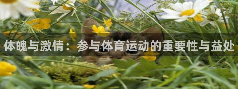 哈哈体育：体魄与激情：参与体育运动的重要性与益处